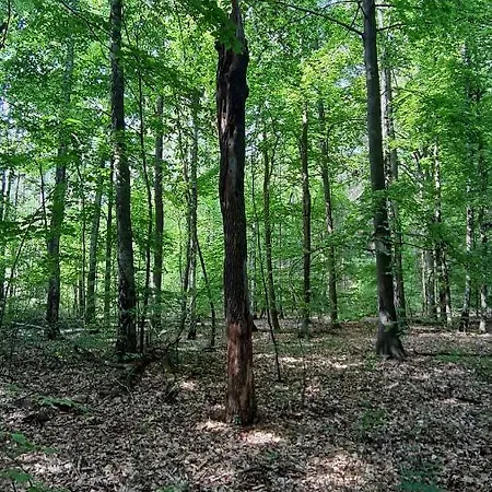 Appartement Waldesruh *