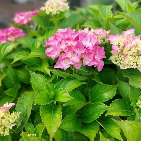 Apartament Waldesruh *