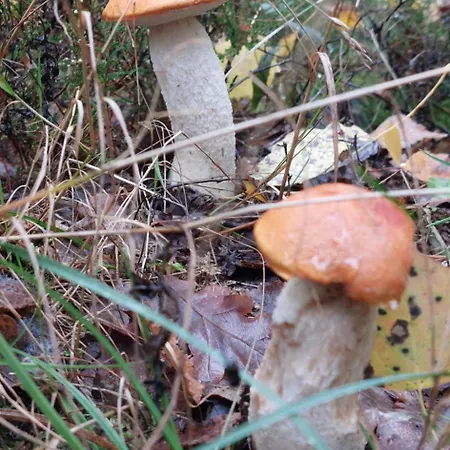 Waldesruh * Sallgast