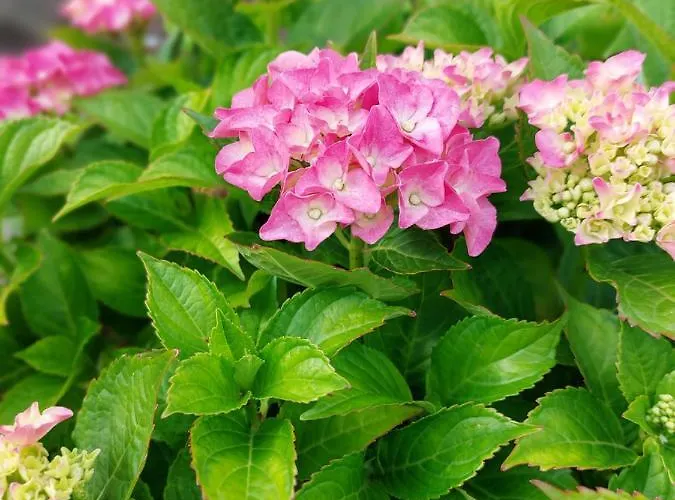 Lejlighed Waldesruh *