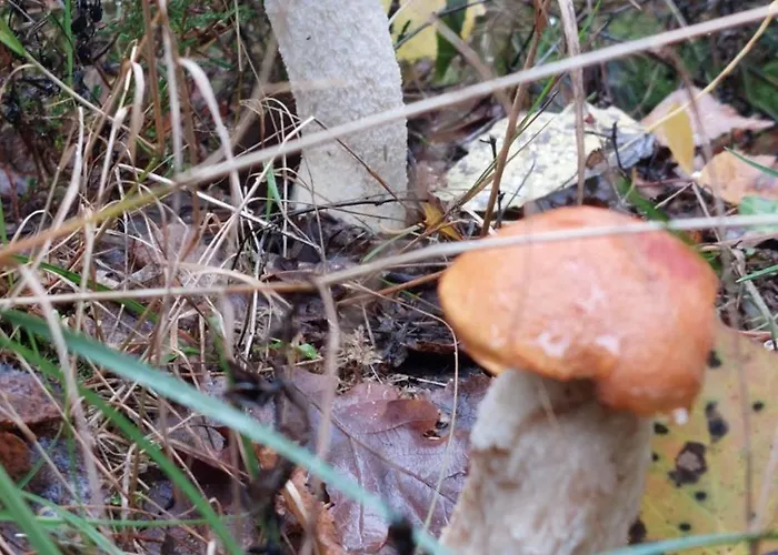 Waldesruh * Sallgast